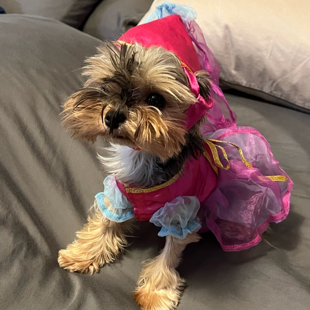 XS Princess Dog Costume
